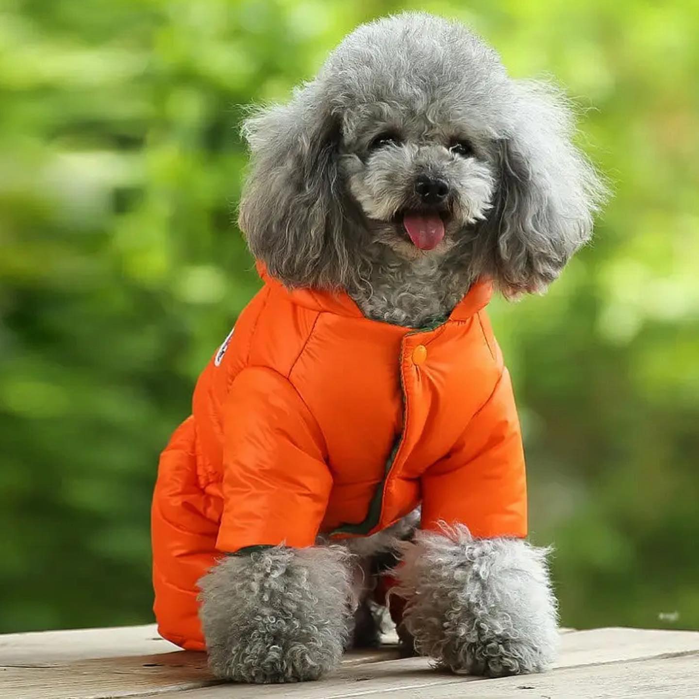 Зимен гащеризон за домашни любимци ORANGE - LIMITED EDITION