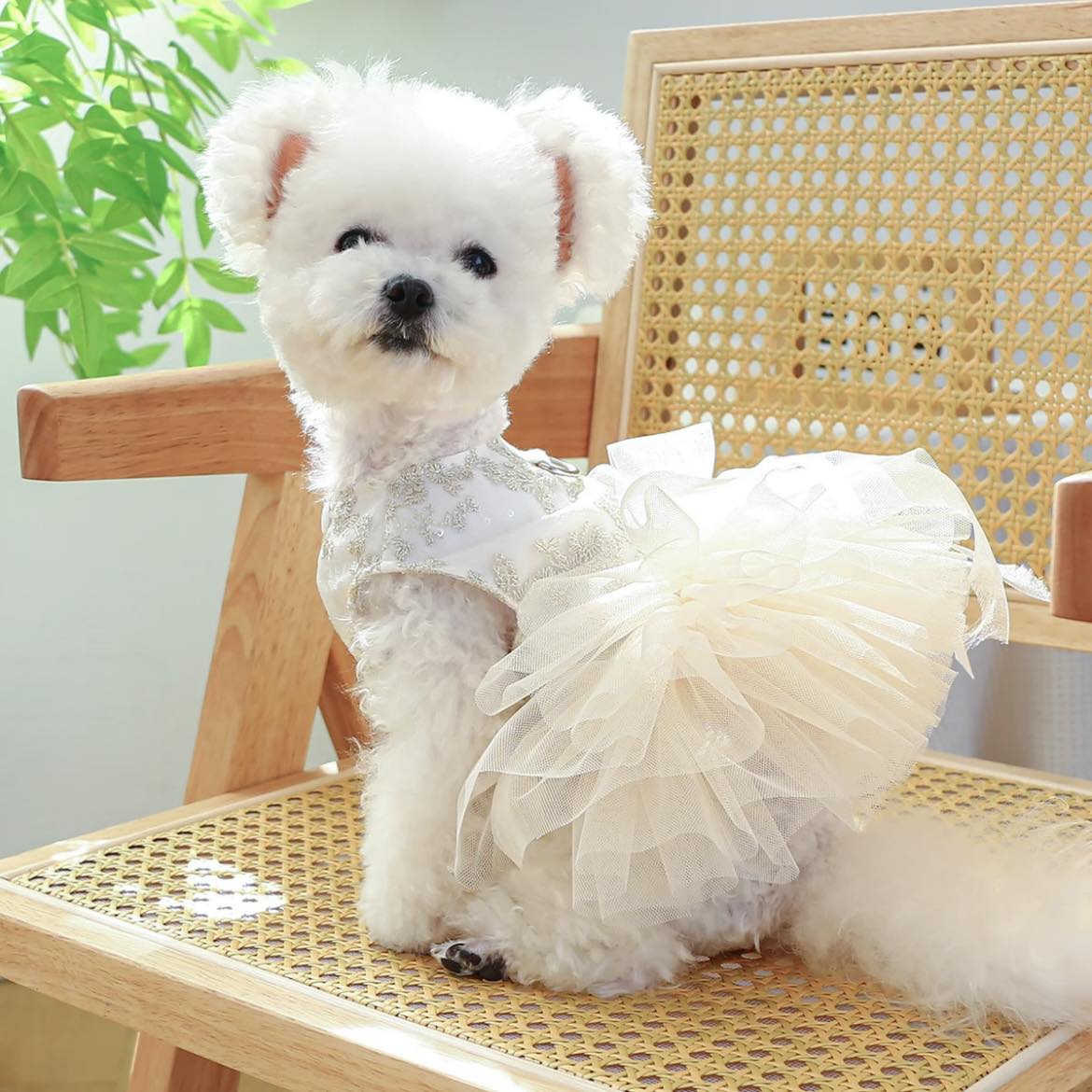 Рокля BALLERINA